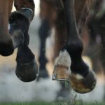 Sites That Offer the Best Horse Racing Tips